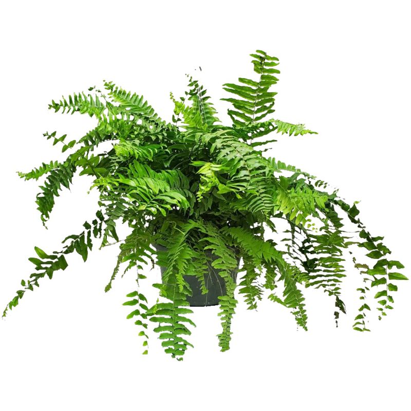 Macho Fern in 12 Inch Hanging Basket 1 Pack image number 0