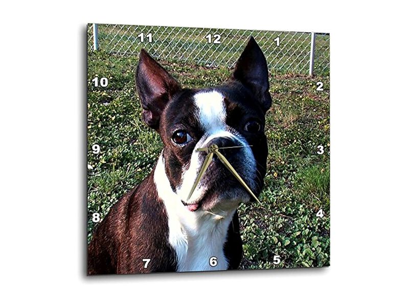 Boston Terrier Portrait Wall Clock 15 Inch Home Decor image number 0