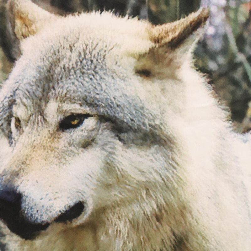 Habitat Photo Real Printed Mighty Pair of Wolves Light Filtering Pole Top Curtain Pair Each Panel 38" x 84" Multicolor