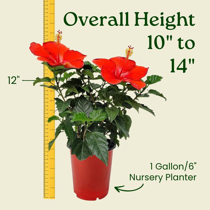 Hibiscus Bush in 1 Gallon Nursery Pot 1 ‑Pack image number 2