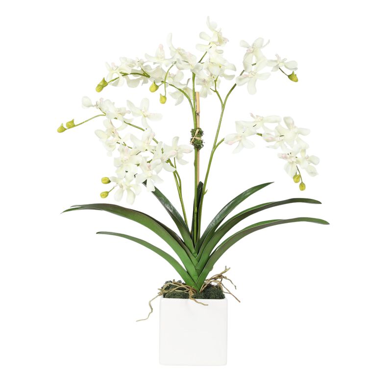 Orchid Arrangement in Vase - 24" image number 0
