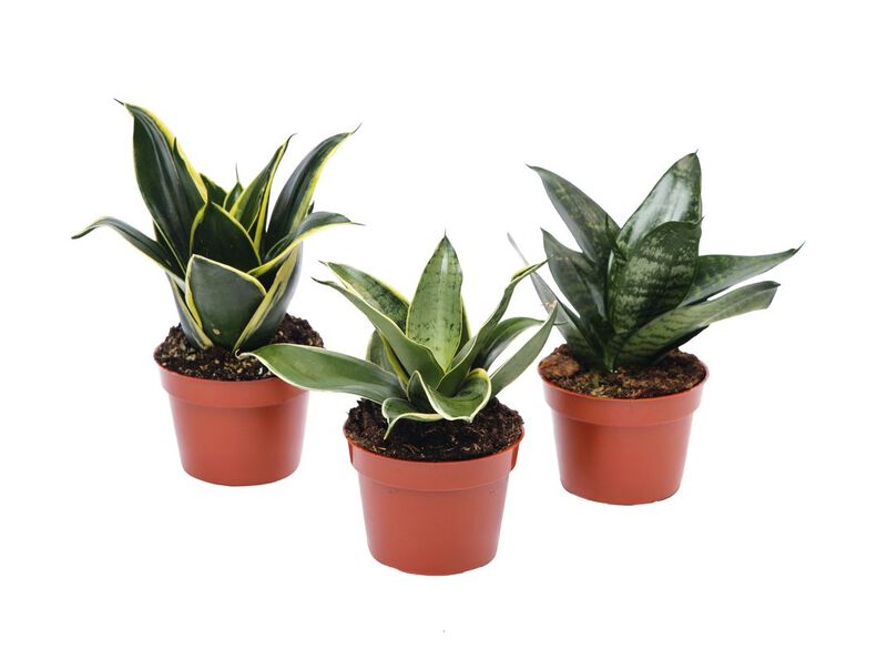 Live Sansevieria Variety Pack