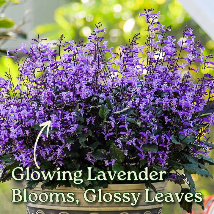 Mona Lavender in 3 Gallon Nursery Pot 1 ‑Pack