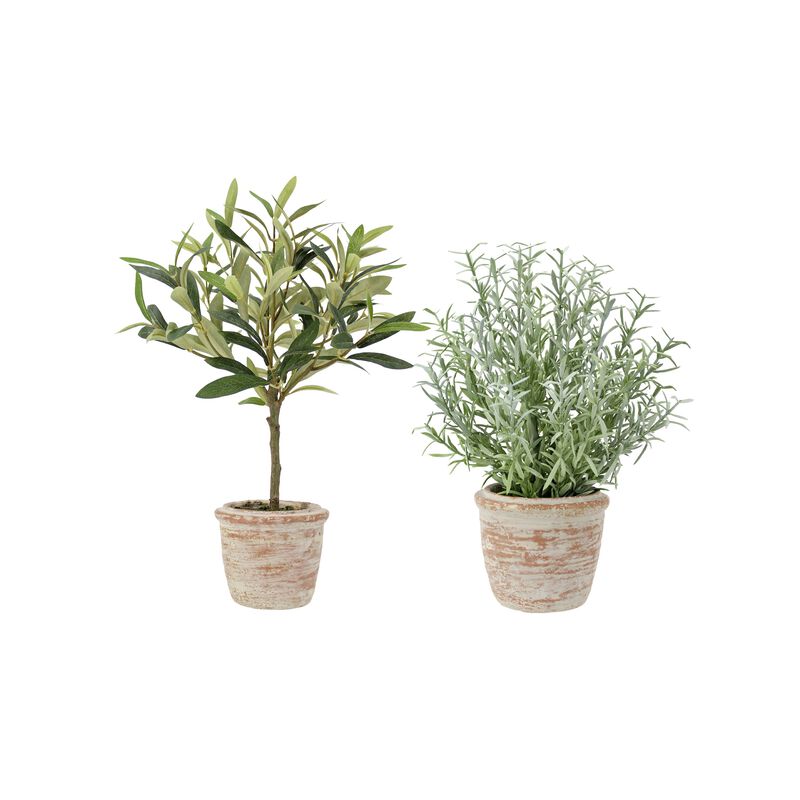 12" Rosemary & 16" Olive Topiary Set image number 0