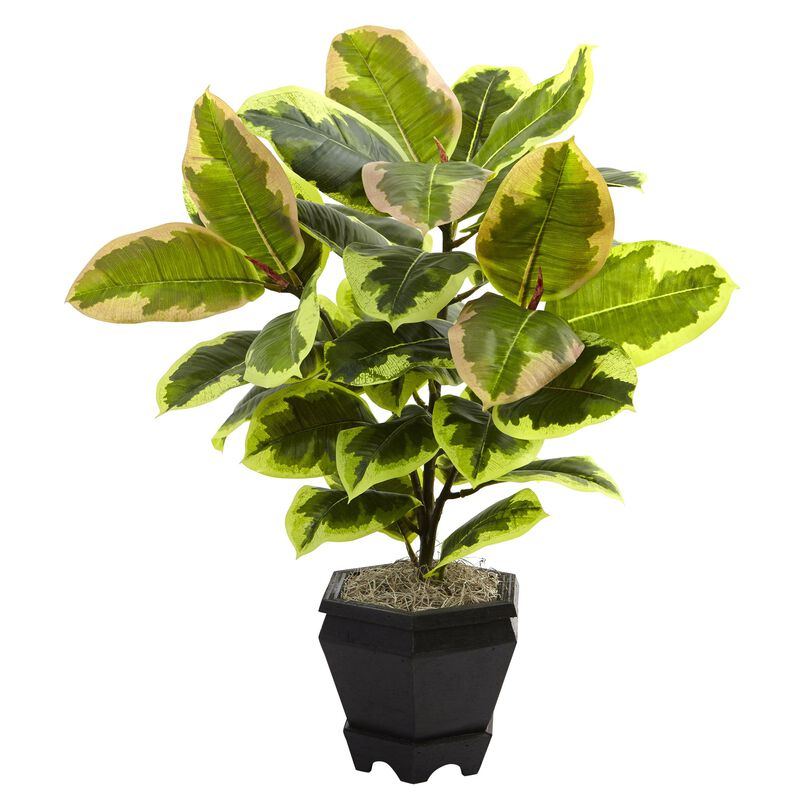 HomPlanti Variegated Rubber Leaf with Planter