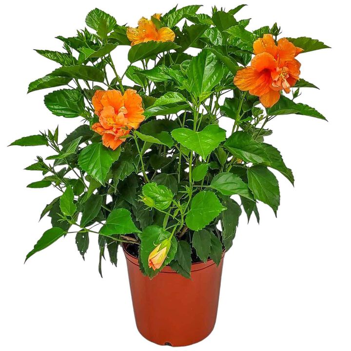 Hibiscus Bush in 3 Gallon Nursery Pot 1 ‑Pack