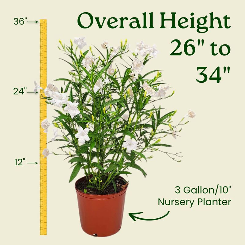 White Ruellia Bush in 3 Gallon Nursery Pot 1 ‑Pack image number 2