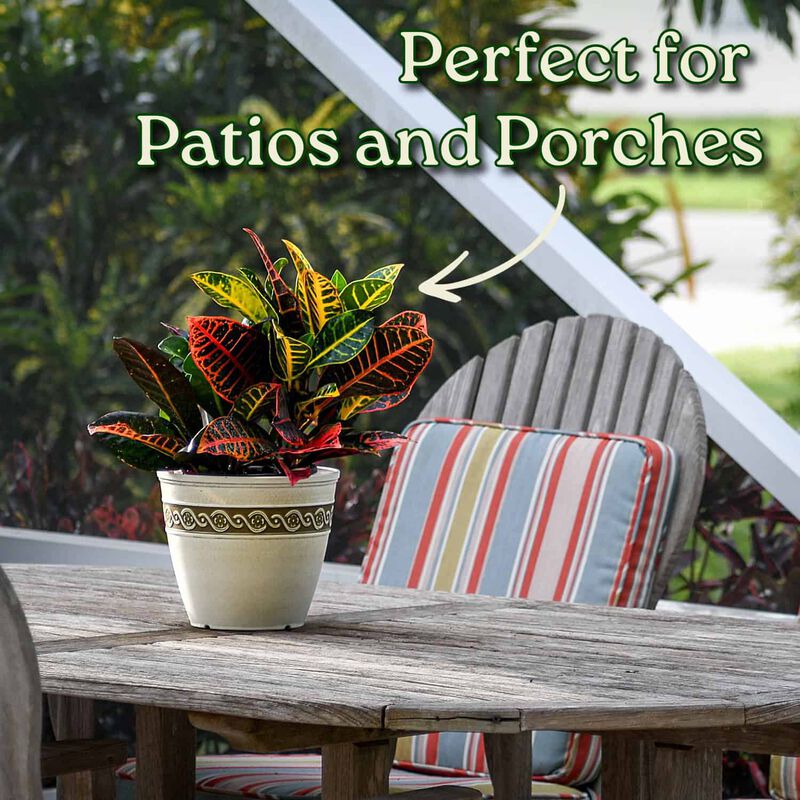 Croton Petra Plant in 1 Gallon Nursery Pot 1 ‑Pack image number 4