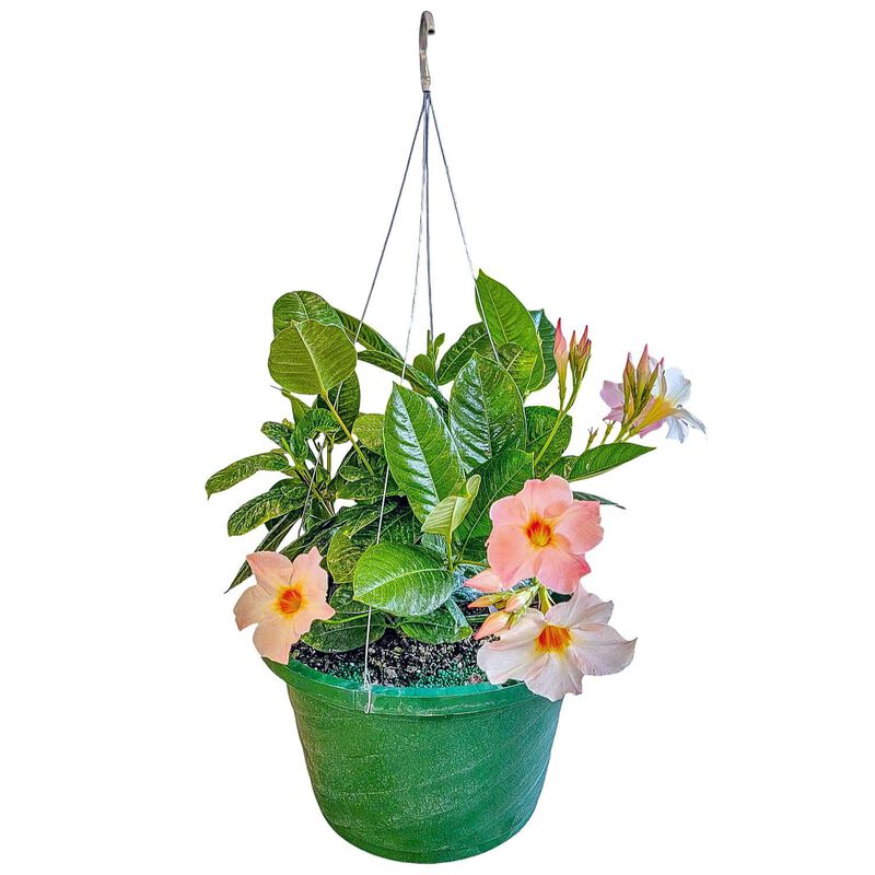 Mandevilla Hanging Basket in 12 Inch(es) Basket 1 ‑Pack image number 0