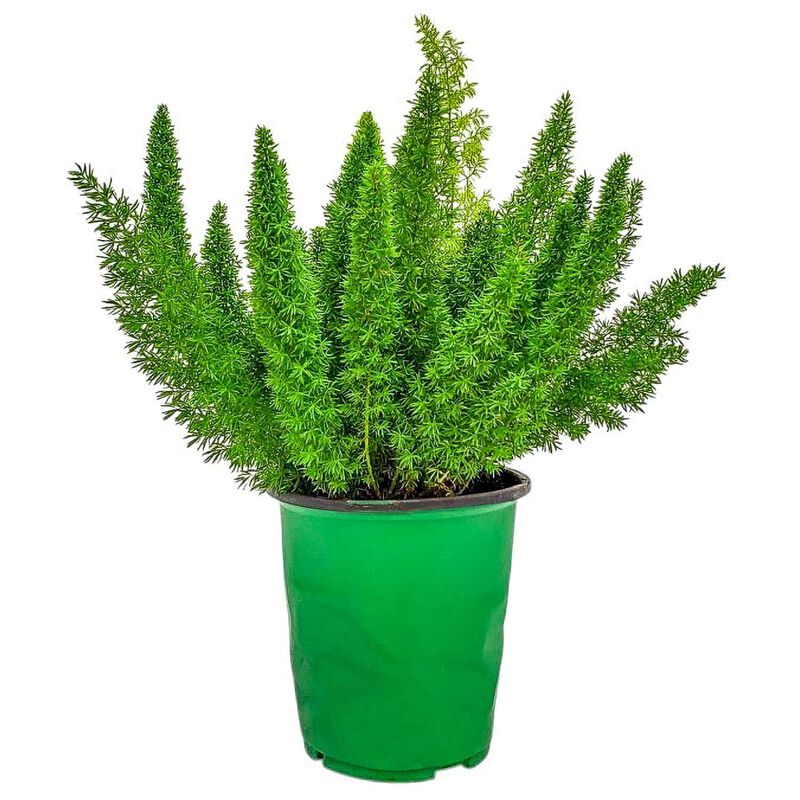 Foxtail Fern (Asparagus densiflorus) in 1 Gallon Nursery Pot 1 ‑Pack image number 0