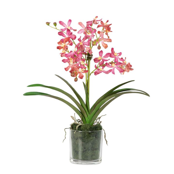 Pink Vanda Orchid Arrangement in Vase - 24"