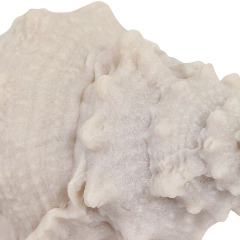 10x5x5 Resin Sand Cong Shell image number 5