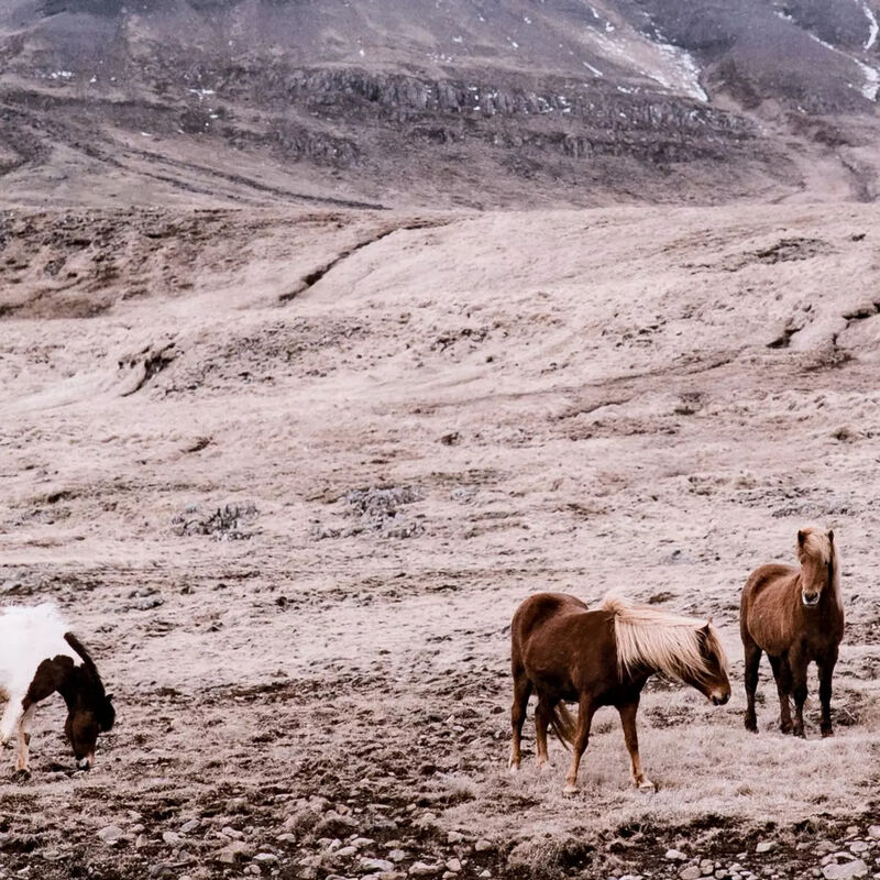 Wild Horses image number 3
