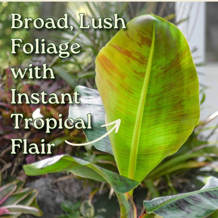 Dwarf Cavendish Banana Tree in 3 Gallon Nursery Pot 1 ‑Pack