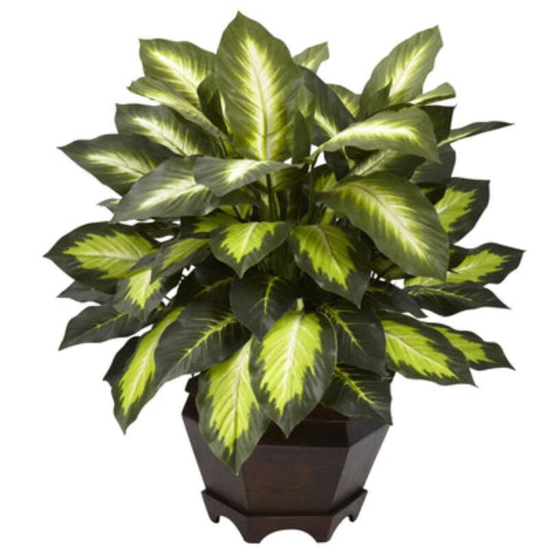 Hivvago Triple Golden Dieffenbachia w/Wood Vase