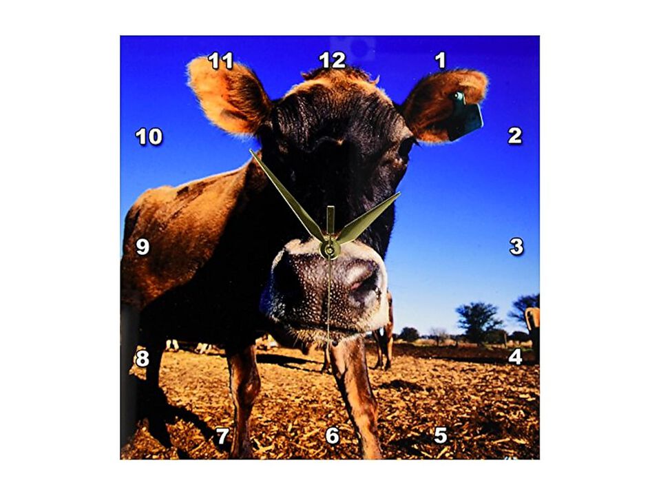 Jersey Cow Being Inquisitive Wall Clock 10 Inch Home Decor