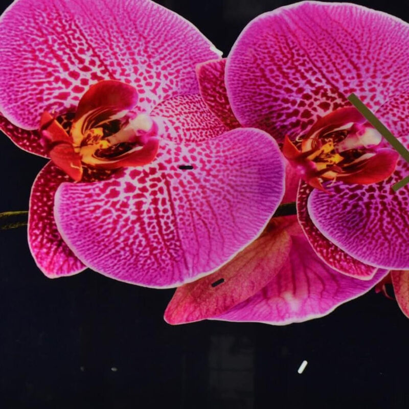 HomeRoots 24" Pink Black And Gold Solid Wood and Acrylic Silent Orchids Floral Wall Clock image number 4