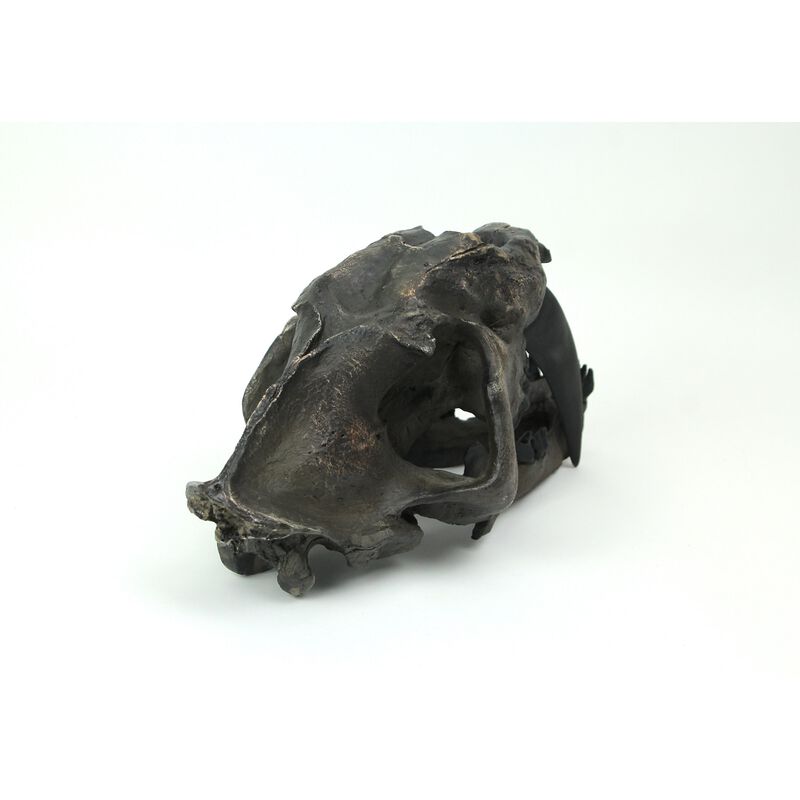 Hand Painted Realistic Prehistoric Brown Saber Toothed Cat Skull Fossil Statue image number 3