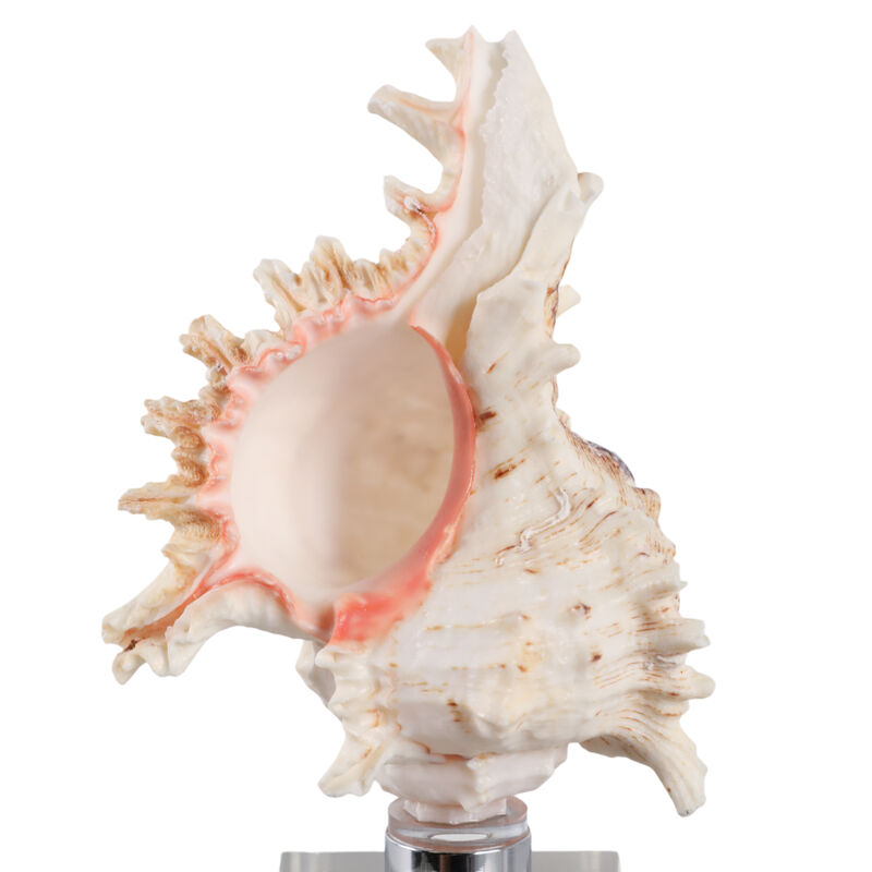 Shell on Crystal Base image number 4