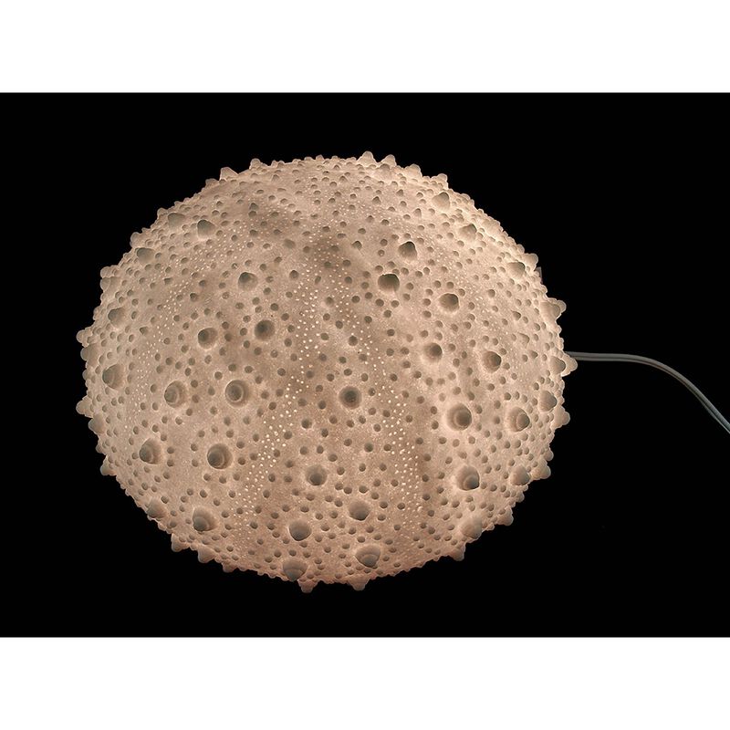 Large White Sea Urchin Coastal Accent Lamp 16 Inch Diameter image number 3