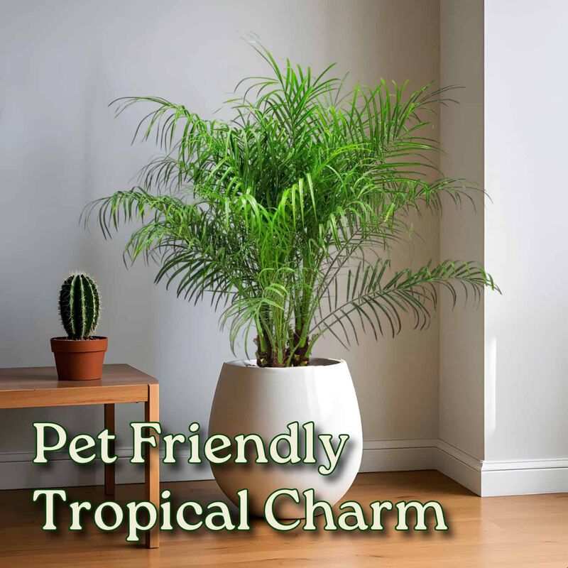 Pygmy Date Palm in 3 Gallon Nursery Pot 1 ‑Pack image number 4