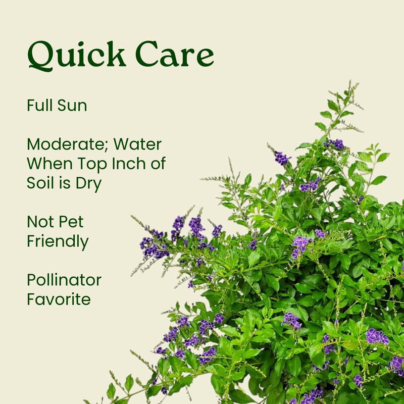 Duranta erecta &lsquo;Sapphire Showers&rsquo; Bush in 3 Gallon Nursery Pot 1 ‑Pack image number 5
