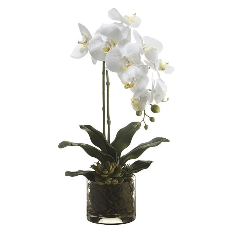 Phalaenopsis Orchid Plant/Echeveria in Glass Vase