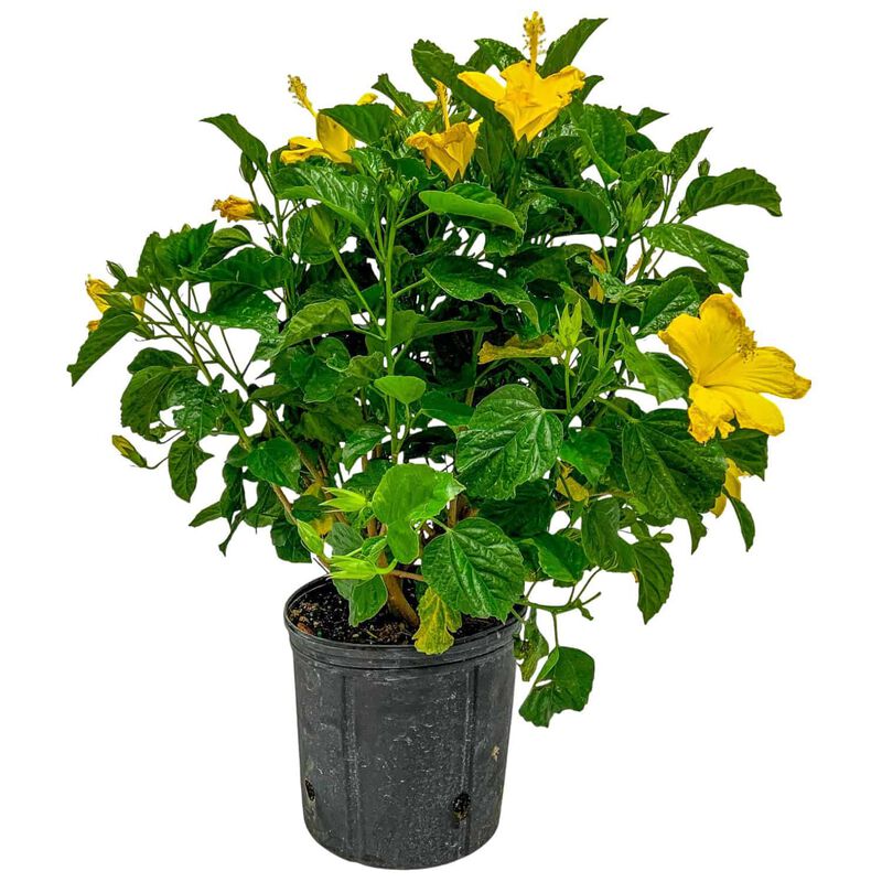 Hibiscus Bush in 3 Gallon Nursery Pot 1 ‑Pack image number 0