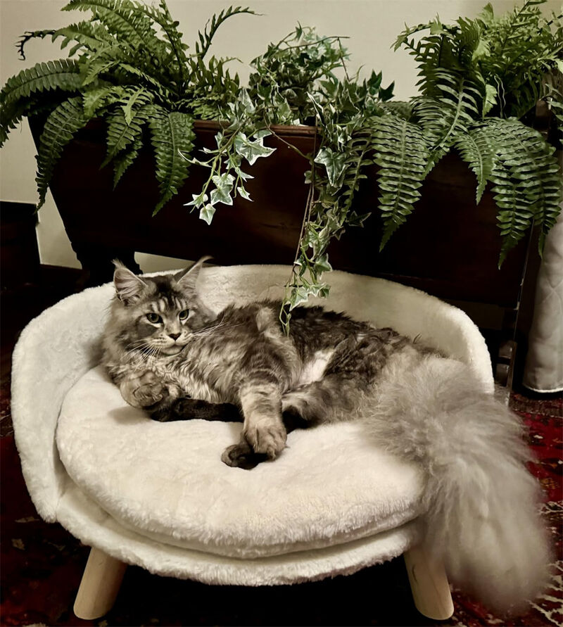 Pet Sofa Bed Raised Cat Chair Small Dog Couch Bed Removable Cushion Sleep House image number 7