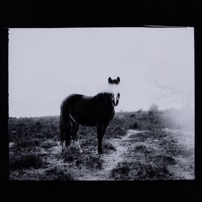 Blank Horse by Annie Spratt image number 4