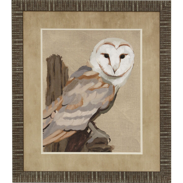 Common Barn Owl I Framed Print