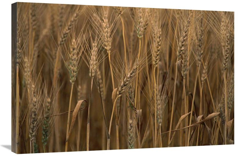 Commercial hybrid Wheat cultivated, Sauvie Island, Oregon-Canvas Art-36x24