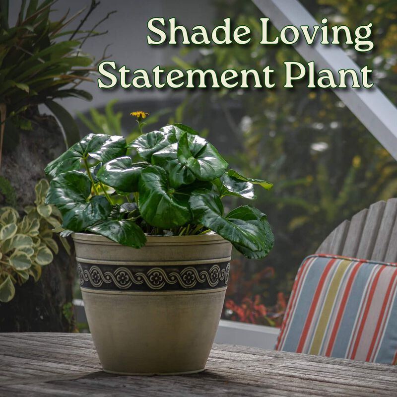 Tractor Seat Plant (Farfugium japonicum) in 3 Gallon Nursery Pot 1 ‑Pack image number 5