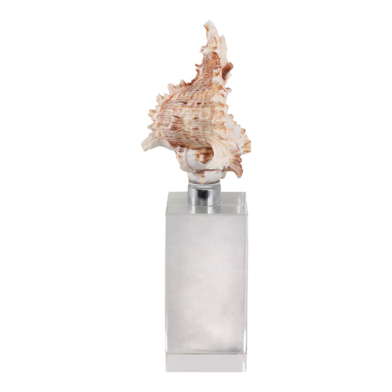 8x2" Shell On Crystal Base image number 2