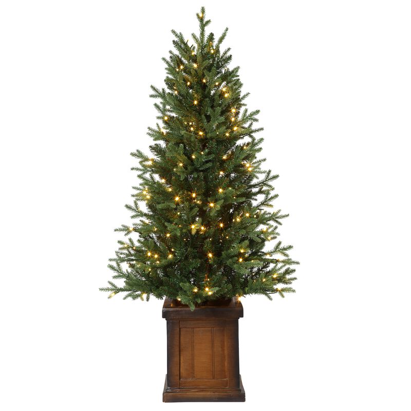 4.5 Foot New Haven Fraser Fir Potted Tree image number 0