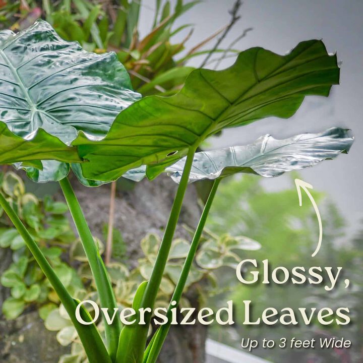 Alocasia Borneo Giant House Plant in 3 Gallon Nursery Pot 1 ‑Pack