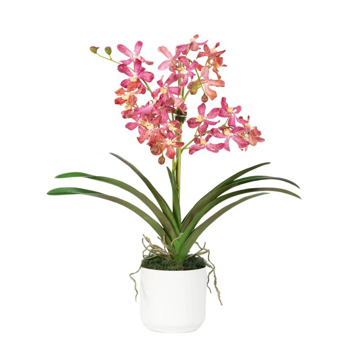 Pink Vanda Orchid Arrangement in Vase - 24"
