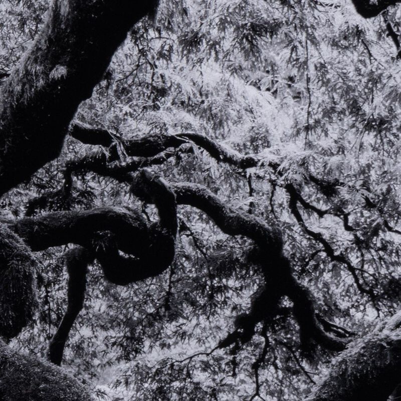 Tree Gaze IV by Coup d'Esprit image number 3