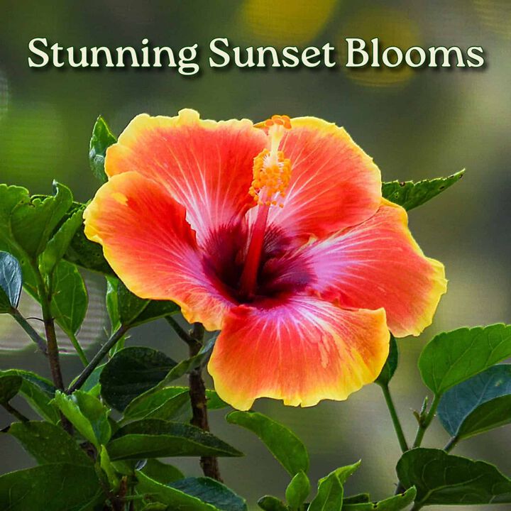 Hibiscus Bush in 1 Gallon Nursery Pot 1 ‑Pack