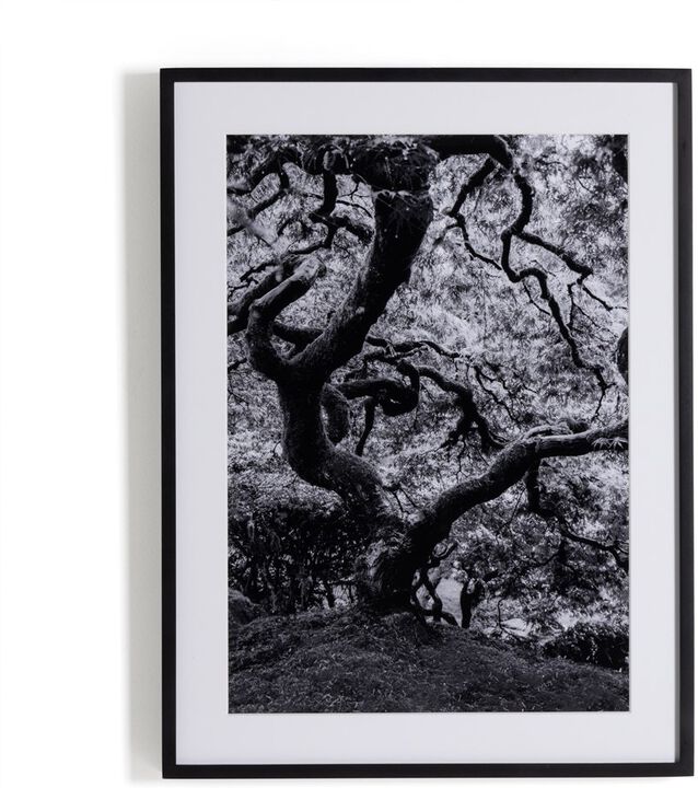 Tree Gaze Iv