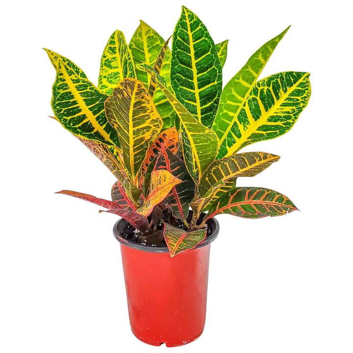 Croton Petra Plant in 1 Gallon Nursery Pot 1 ‑Pack