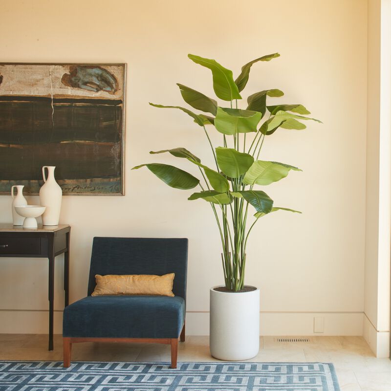 8' Bird of Paradise Tree in Modern Gray Planter image number 1