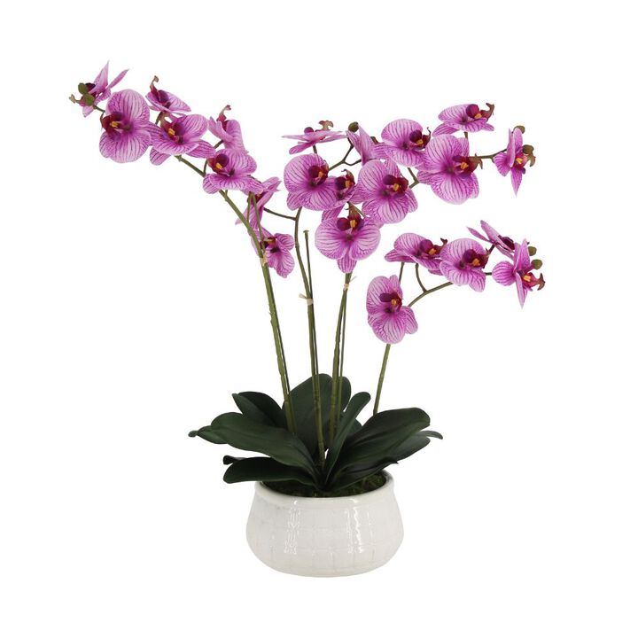 23" Phale Orchid