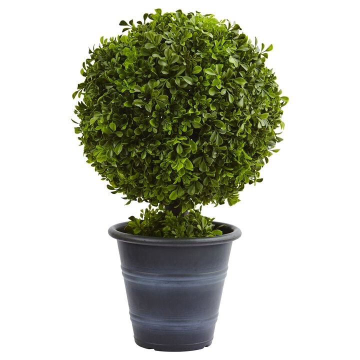 HomPlanti 23" Boxwood Ball Topiary Plant