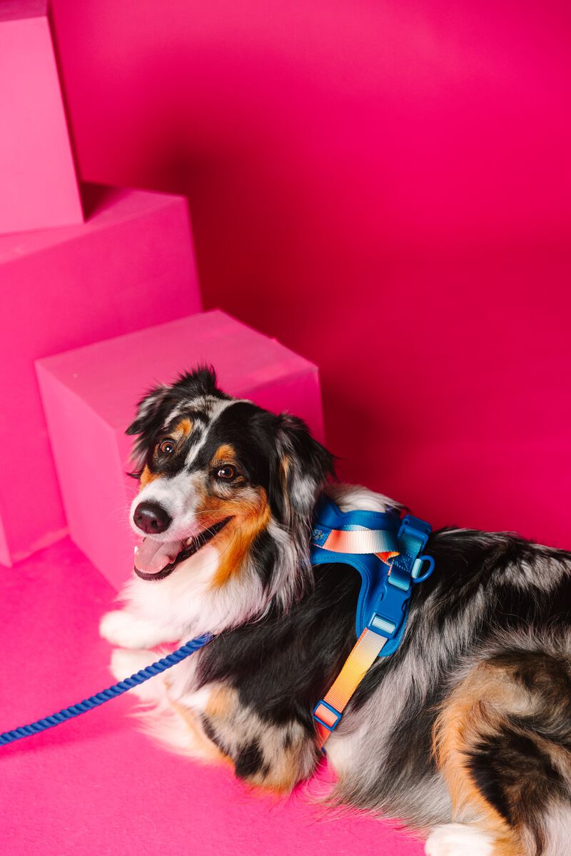 Atlas Dog Harness image number 1