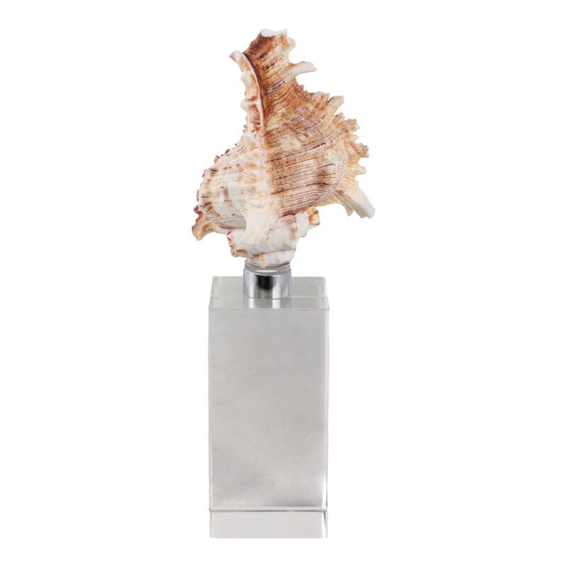 8x2" Shell On Crystal Base image number 3