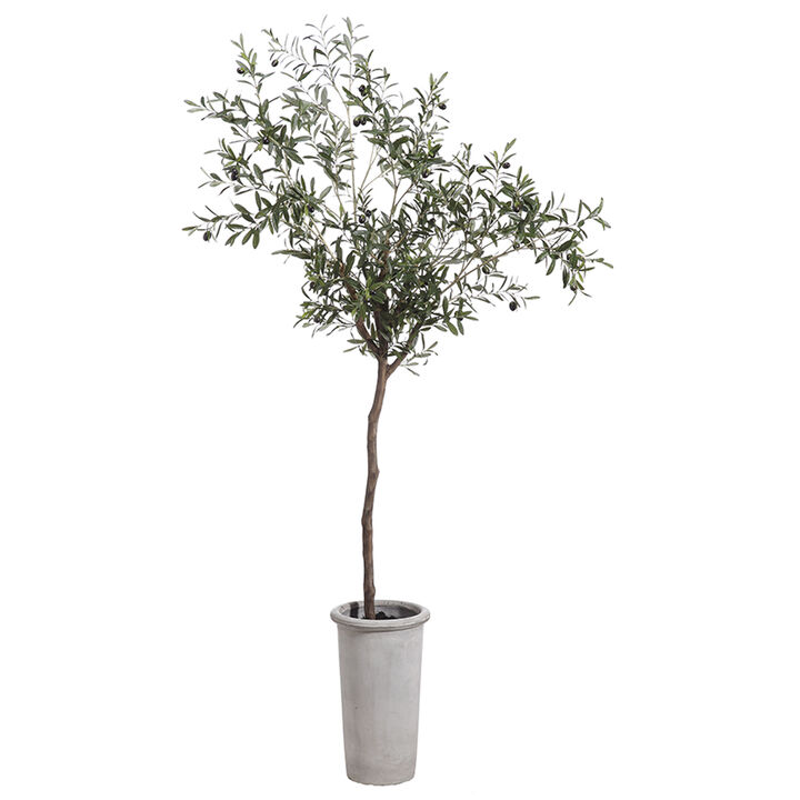 7.5' Olive Tree