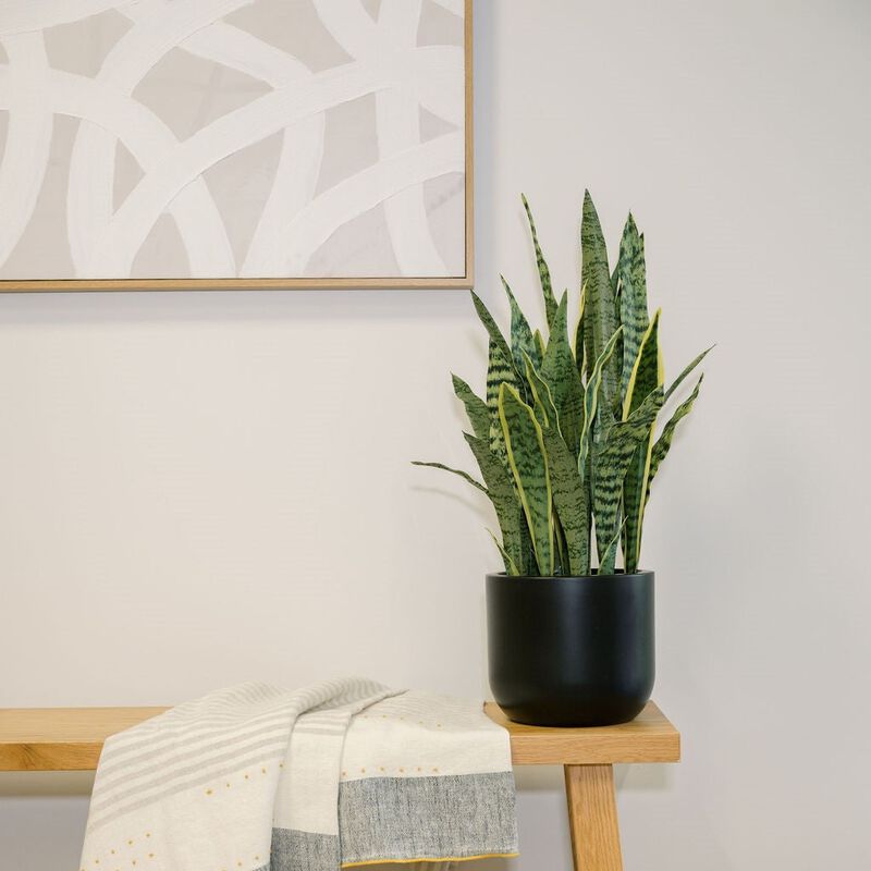 30" Snake Plant image number 2