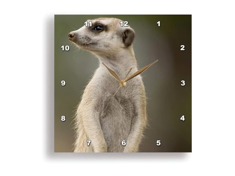 Namibia Keetmanshoop Meerkat Burrow Wall Clock 13 Inch Home Decor