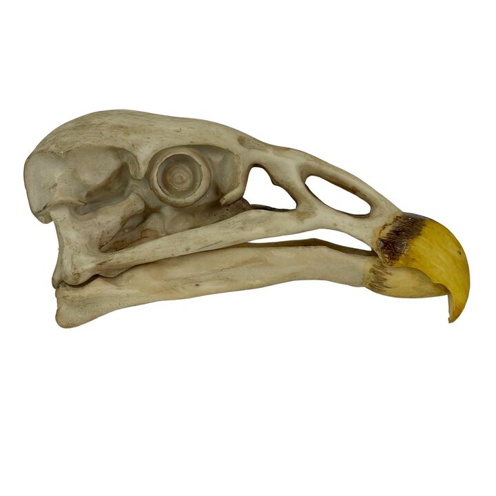 Replica California Condor Skull, Realistic Endangered Species Decor